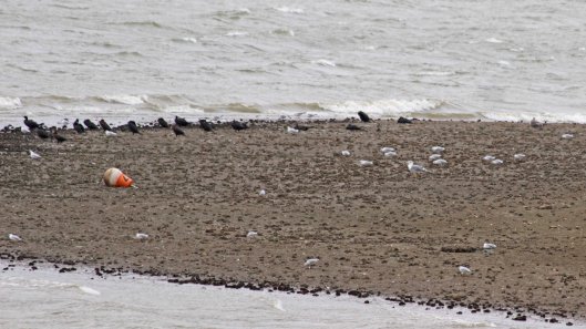 180920 birding Llandegfedd (6)