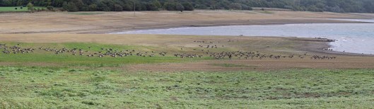 180920 birding Llandegfedd (7)