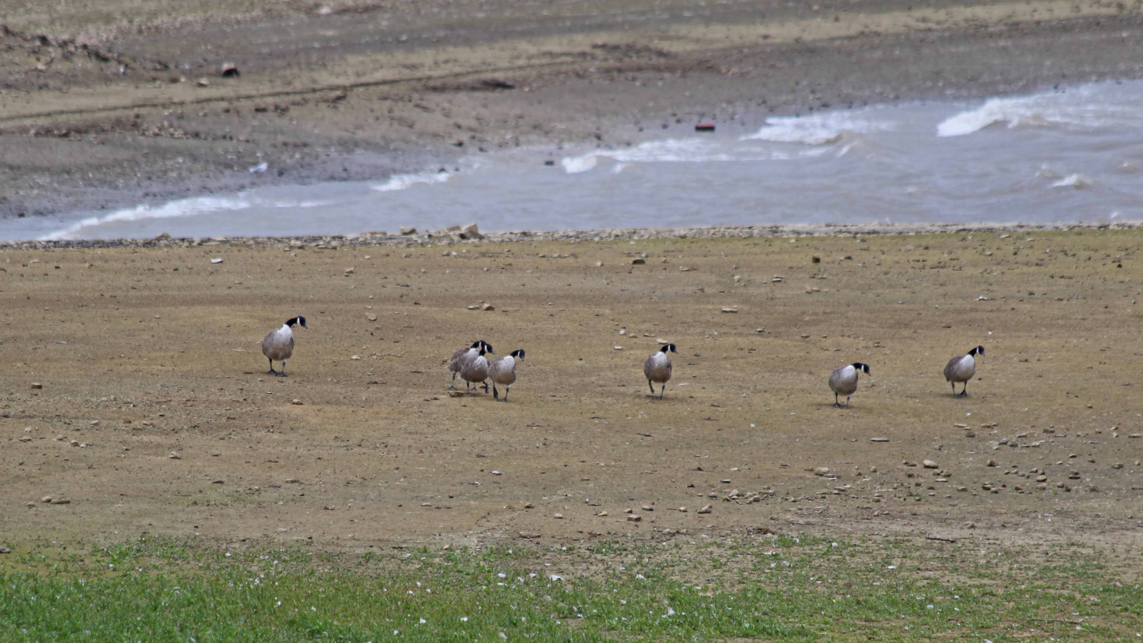 180920 birding Llandegfedd (8)