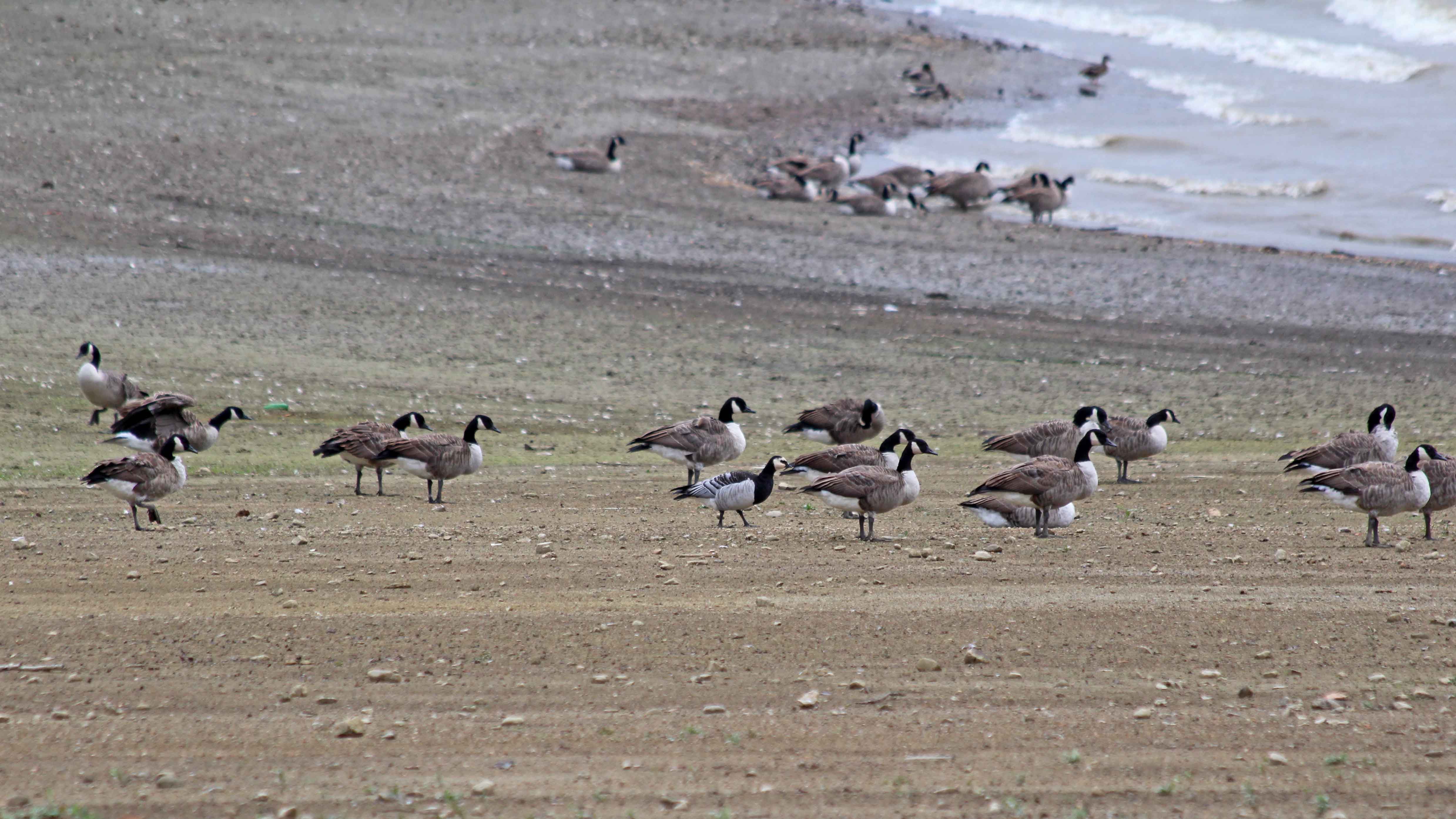 180920 birding Llandegfedd (9)