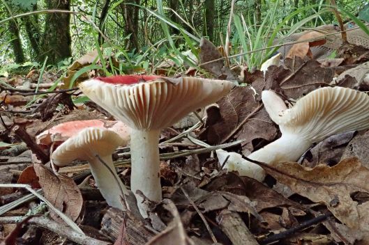180921 Russula fungi (2)