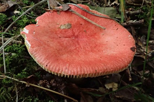 180921 Russula fungi (5)