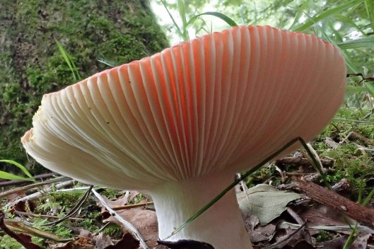 180921 Russula fungi (6)