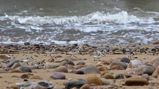 180922 sanderlings (1)