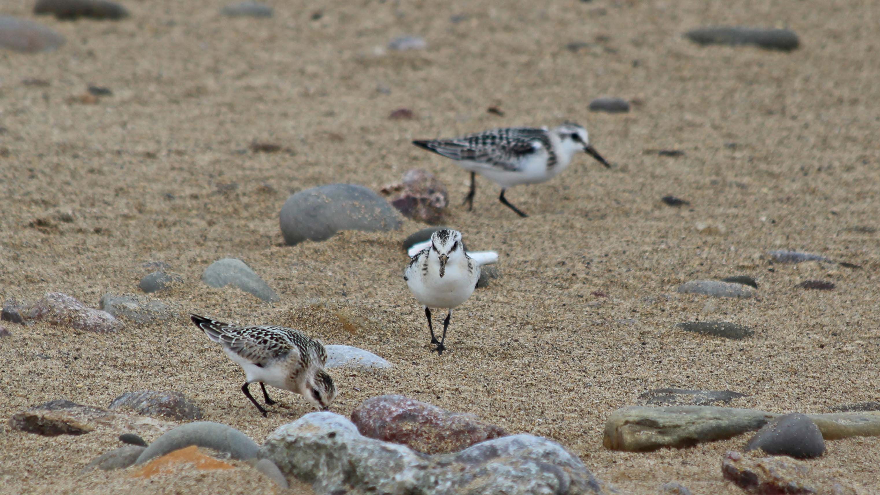 180922 sanderlings (2)
