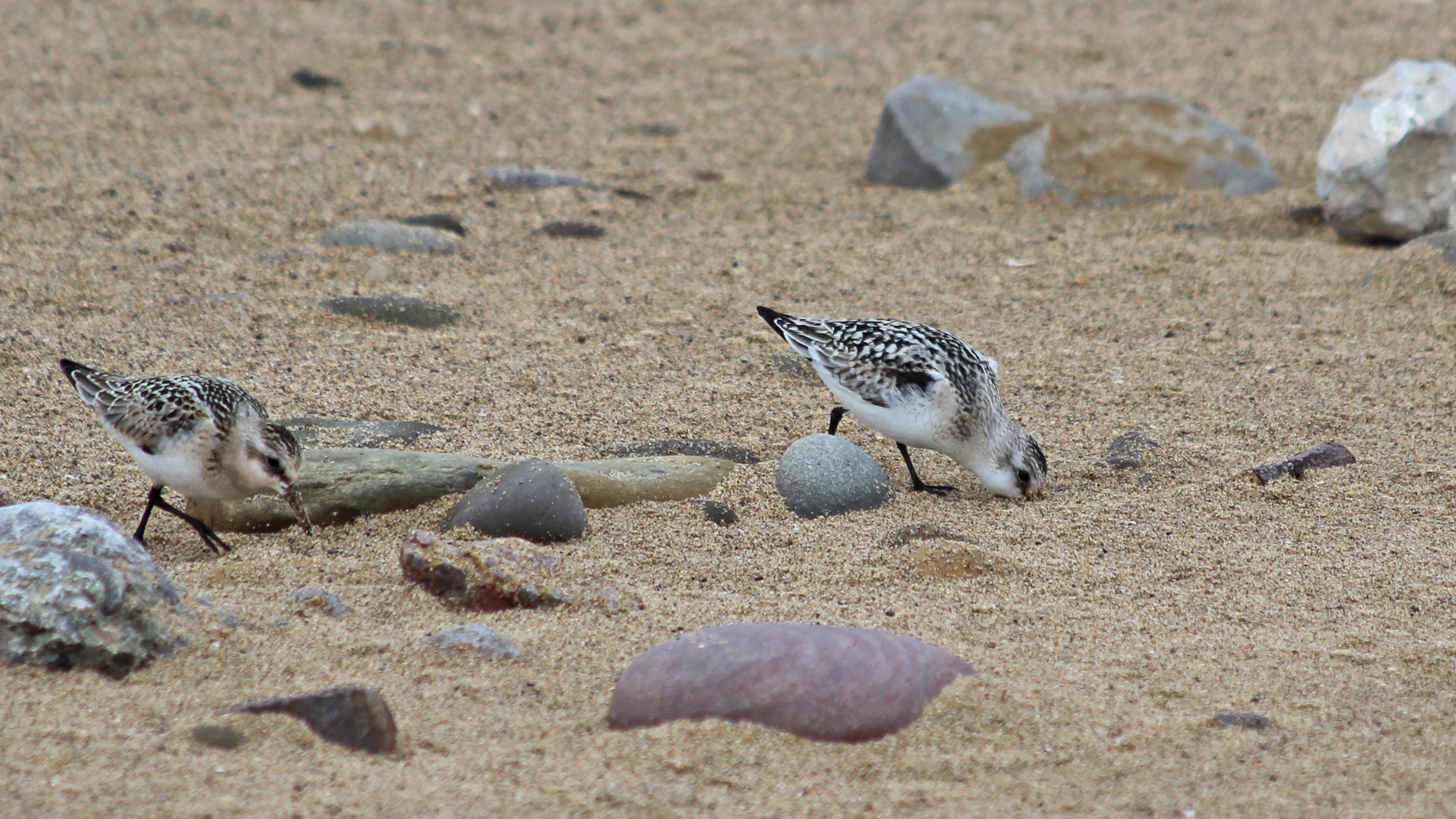 180922 sanderlings (3a)