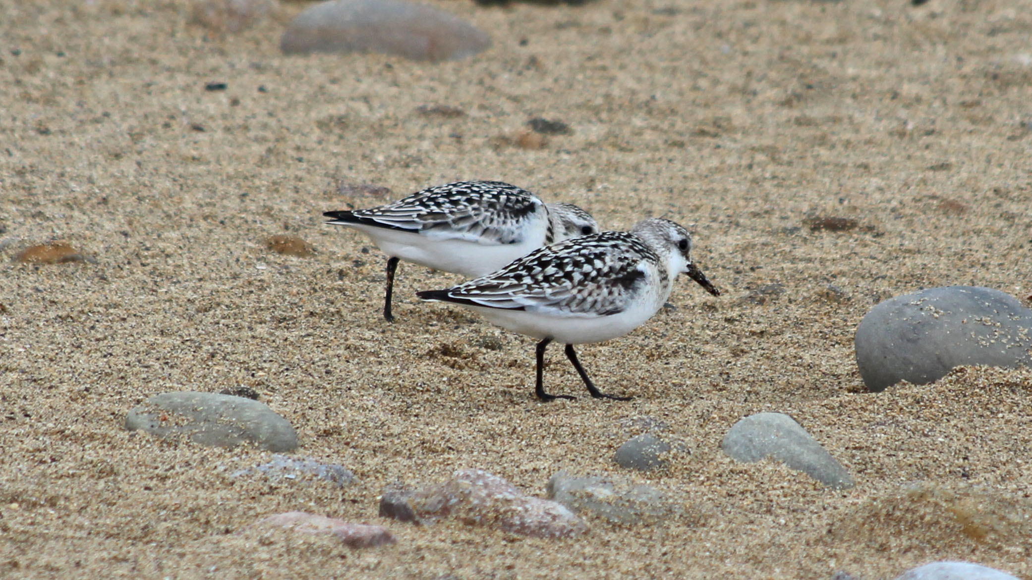 180922 sanderlings (5)