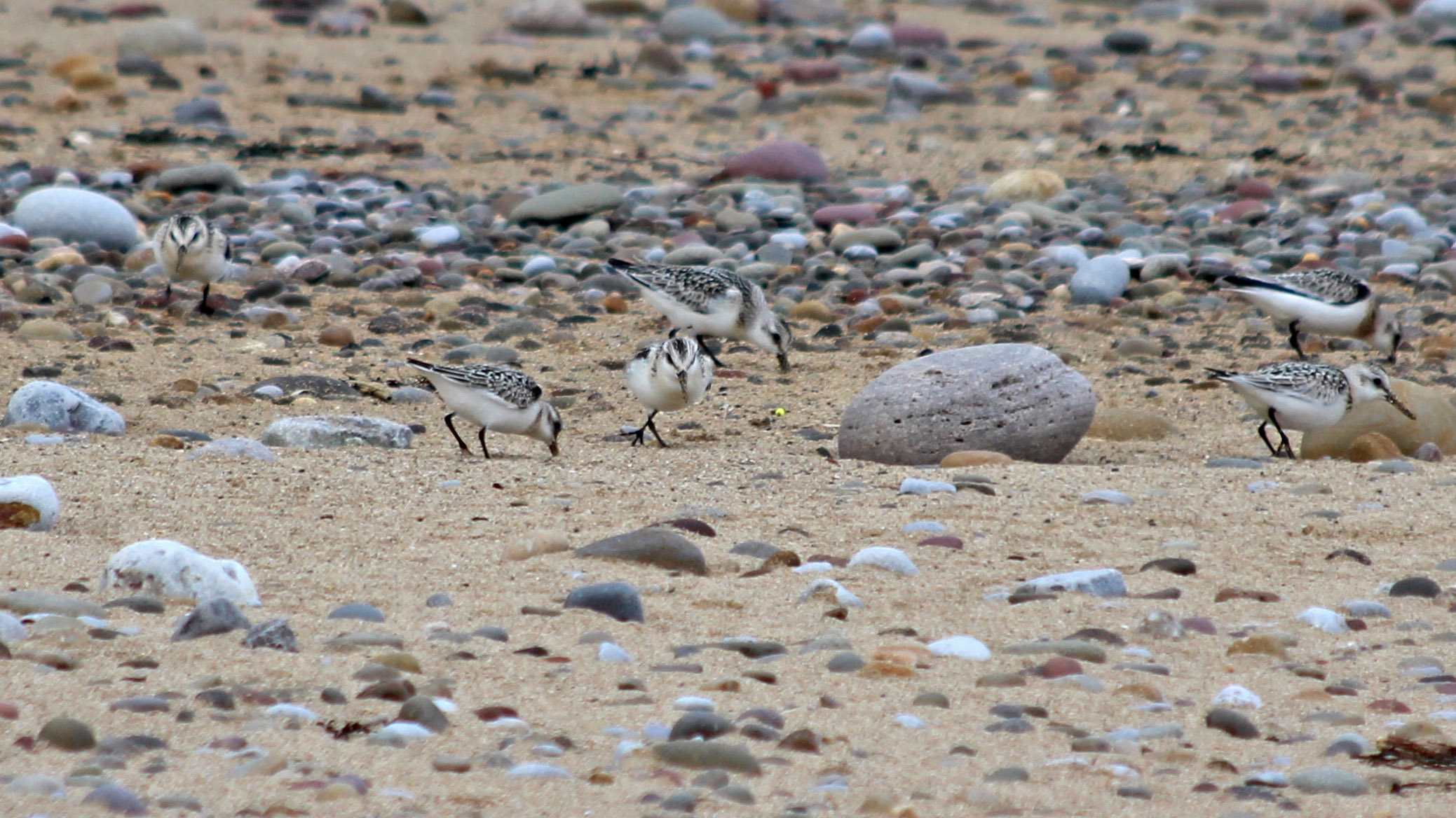 180922 sanderlings (6)