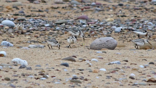 180922 sanderlings (6)