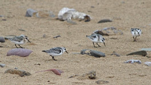 180922 sanderlings (7)