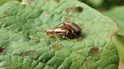 180924 Llandegfedd minibeasties (1)