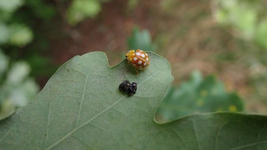 180924 Llandegfedd minibeasties (6)