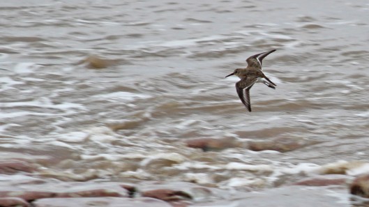 180929 Sully birdlife (2)