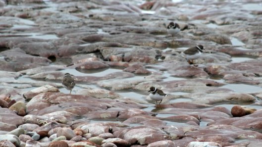 180929 Sully birdlife (4)