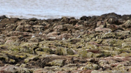 180929 Sully birdlife (7)