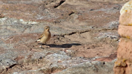 180929 Sully birdlife (8)