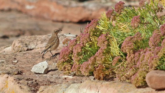 180929 Sully birdlife (9)