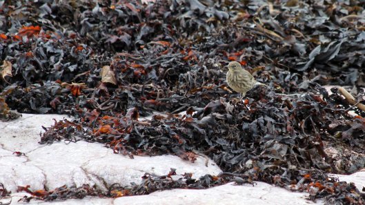 180930 Rocky the pipit (1)