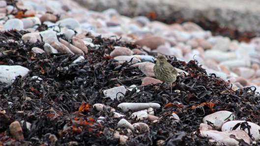 180930 Rocky the pipit (10)