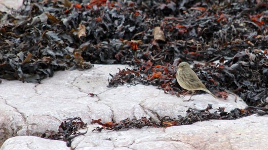 180930 Rocky the pipit (3)