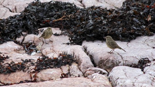 180930 Rocky the pipit (6)