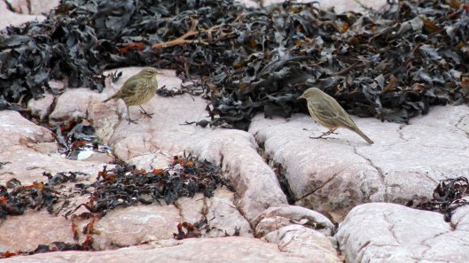 180930 Rocky the pipit (7)