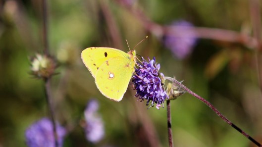 181001 Clouded yellow (2)