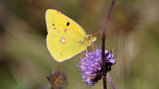 181001 Clouded yellow (5)