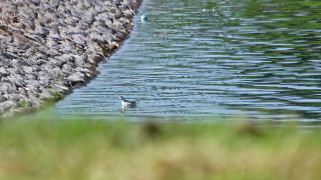 192 grey phalarope