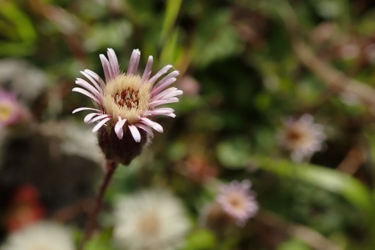 181003 blue fleabane (6)