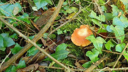 181006 Wrinkled peach (1)