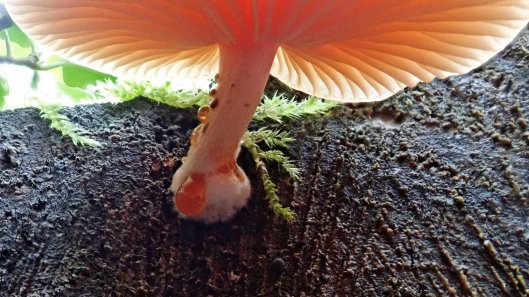 181006 wrinkled peach (3)