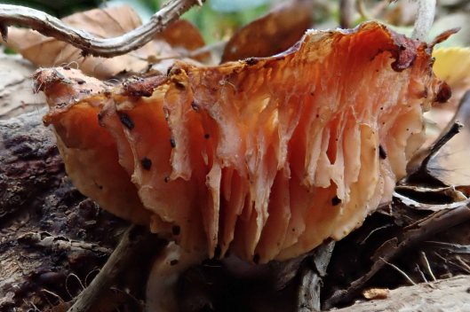 181006 Wrinkled peach (9)