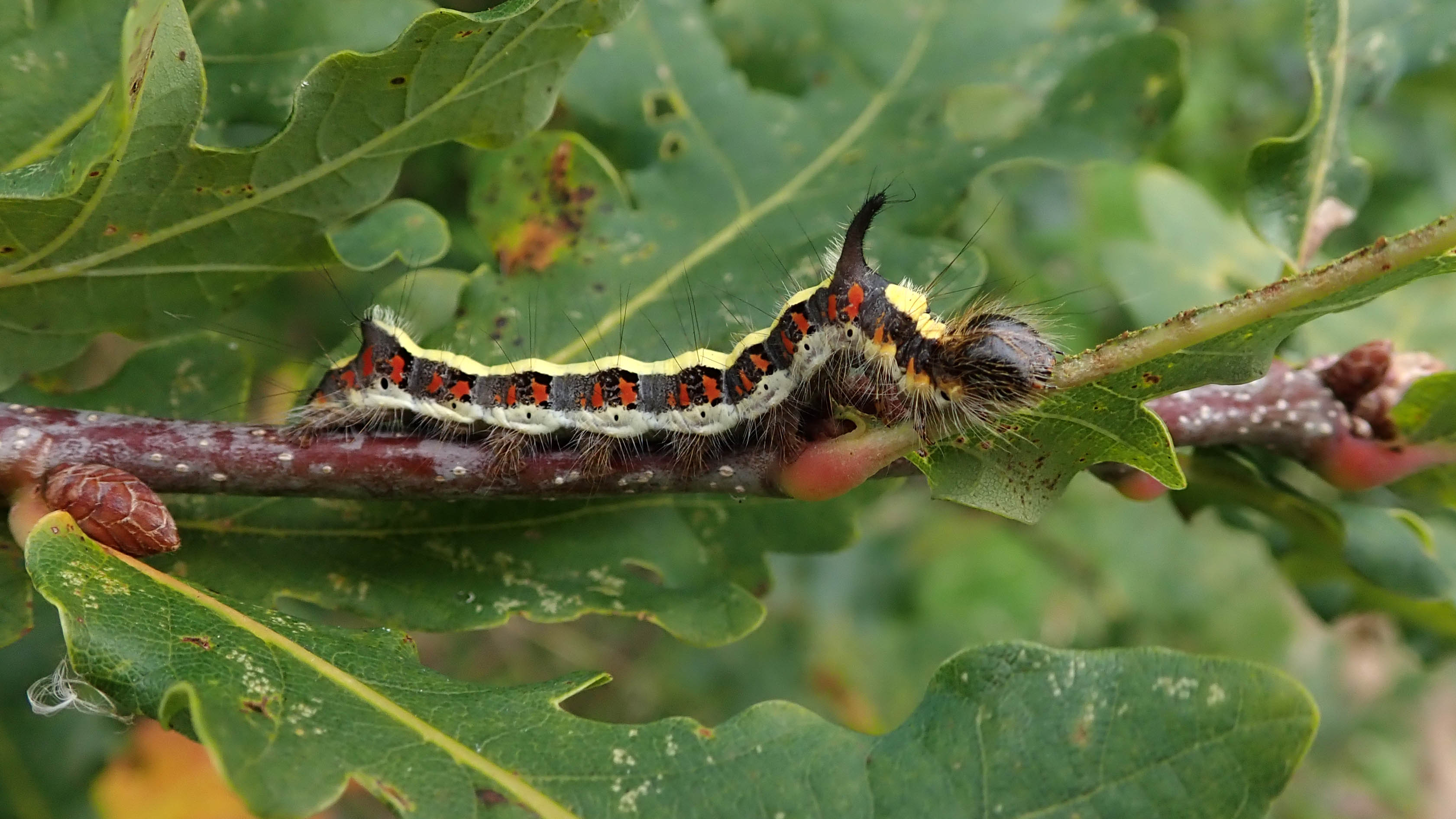 181009 grey dagger (1)