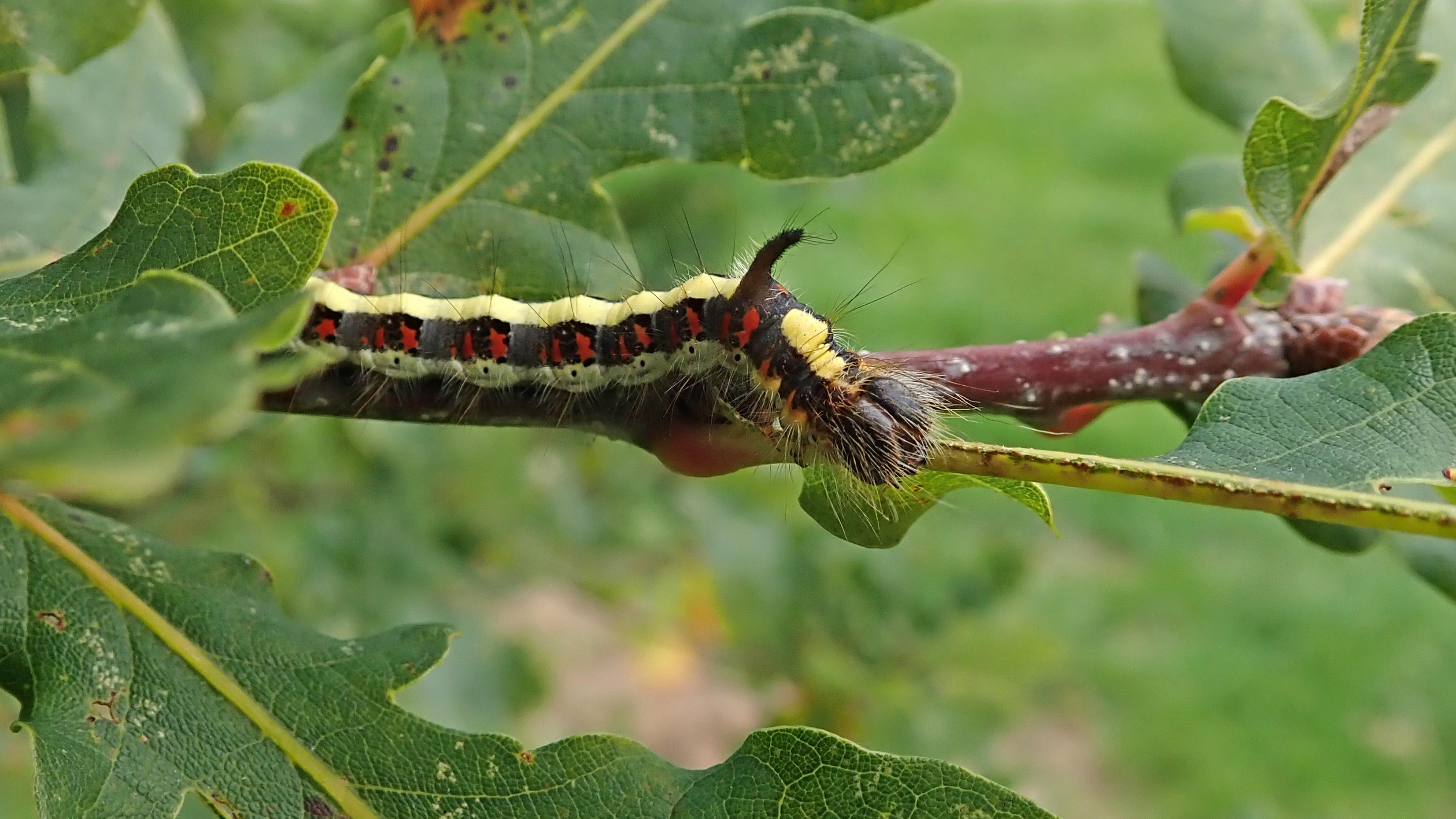 181009 grey dagger (2)