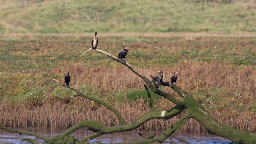 181011 Ogmore birding (1)