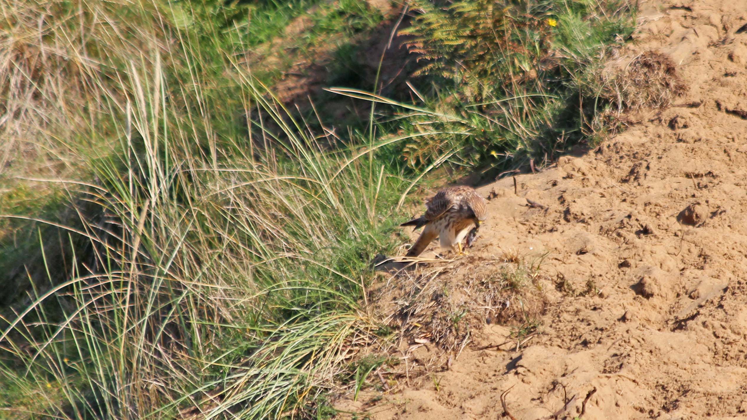 181011 Ogmore birding (10)