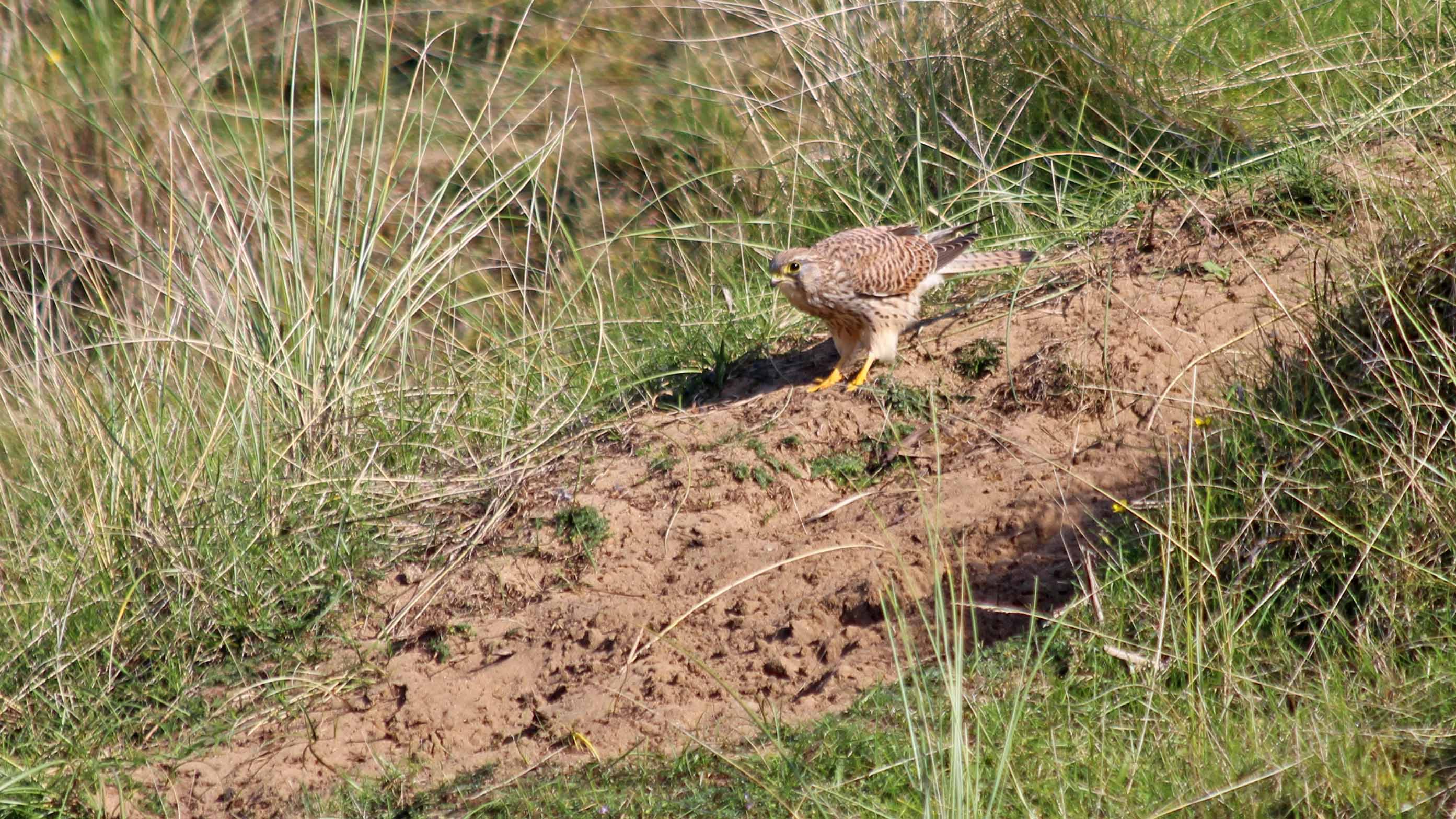 181011 Ogmore birding (12)