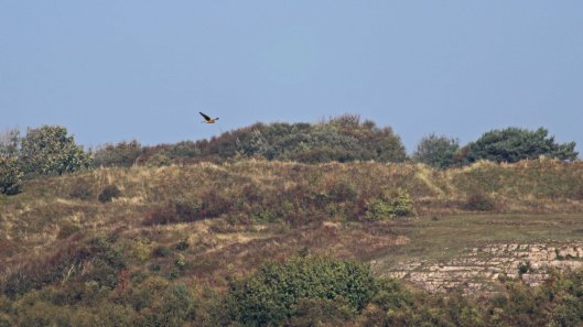 181011 Ogmore birding (2)