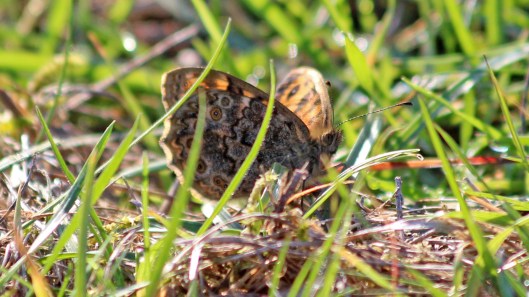 181011 Ogmore birding (8)