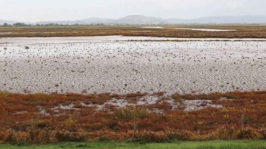 181014 Steart Marshes (1)