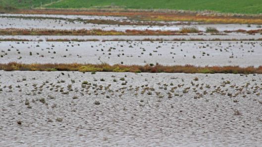 181014 Steart Marshes (10)