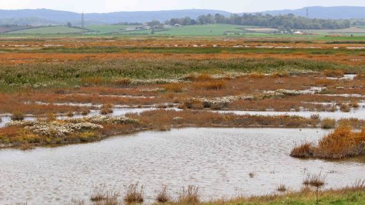 181014 Steart Marshes (11)