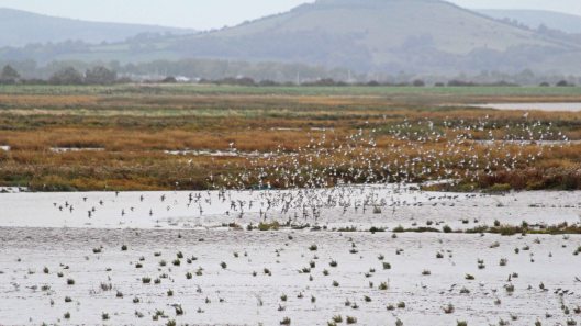 181014 Steart Marshes (2)