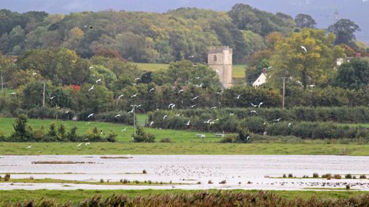 181014 Steart Marshes (3)