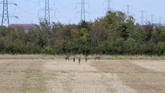 181014 Steart Marshes (5)
