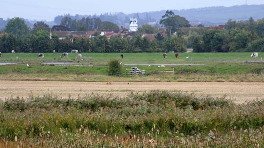 181014 Steart Marshes (6)