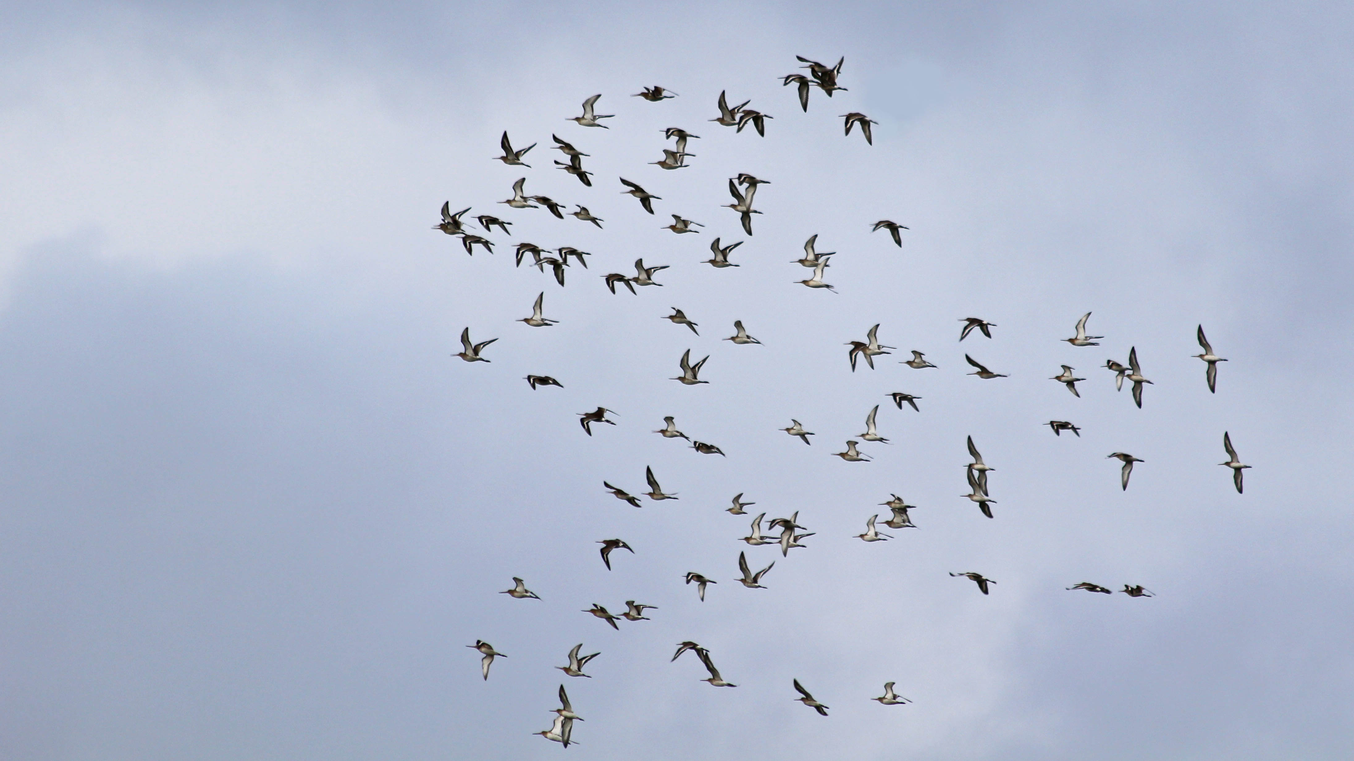 181014 Steart Marshes (7)