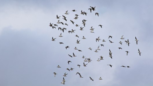 181014 Steart Marshes (7)