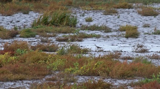 181014 Steart Marshes (8)
